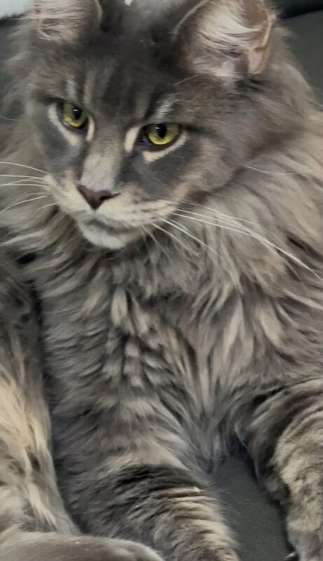 Kazlloyd - Maine Coon Breeder on Maine Coon Owners - Image 3