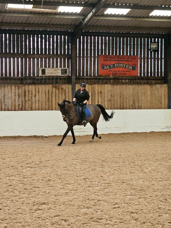 Kazlloyd - Maine Coon Breeder - Image 4