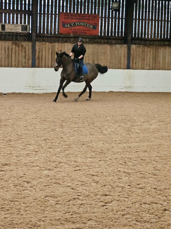 Kazlloyd - Maine Coon Breeder - Image 5