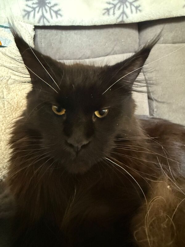 Kazlloyd - Maine Coon Breeder on Maine Coon Owners - Image 6