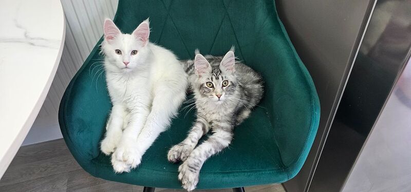 Marlen Munteanu - Maine Coon Breeder on Maine Coon Owners - Image 1