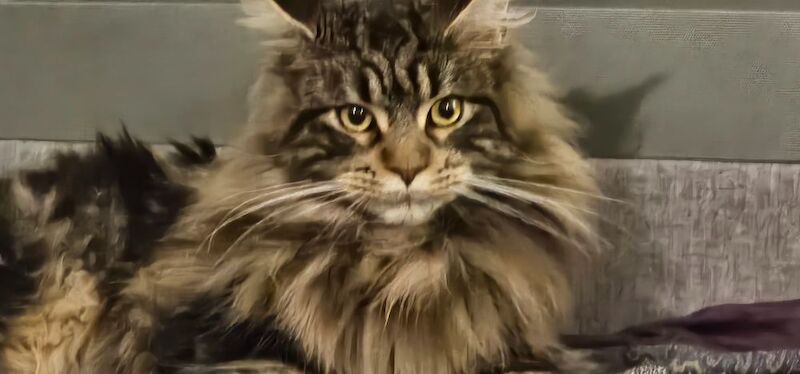 Marlen Munteanu - Maine Coon Breeder - Image 2