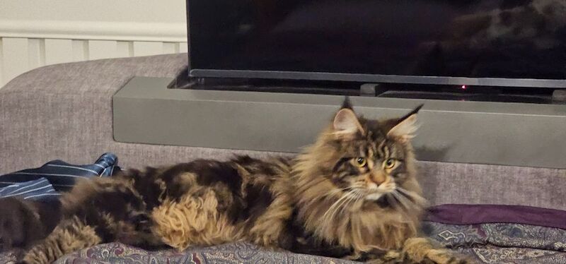 Marlen Munteanu - Maine Coon Breeder - Image 3