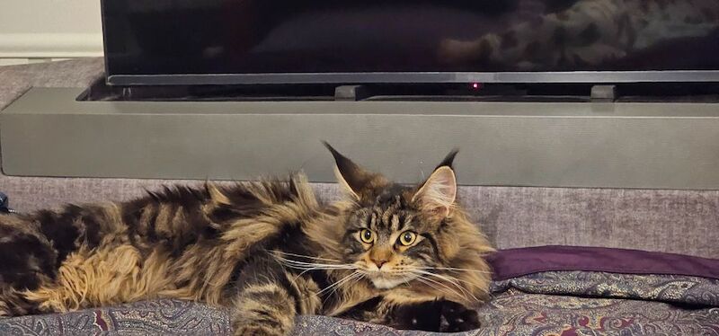 Marlen Munteanu - Maine Coon Breeder on Maine Coon Owners - Image 4