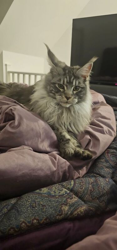 Marlen Munteanu - Maine Coon Breeder - Image 5