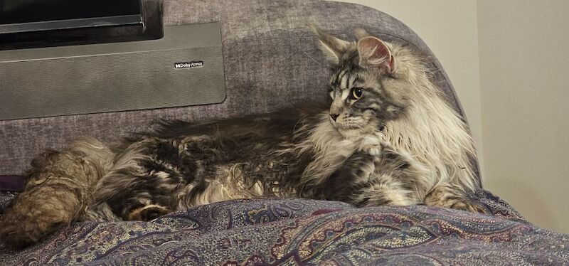 Marlen Munteanu - Maine Coon Breeder on Maine Coon Owners - Image 7