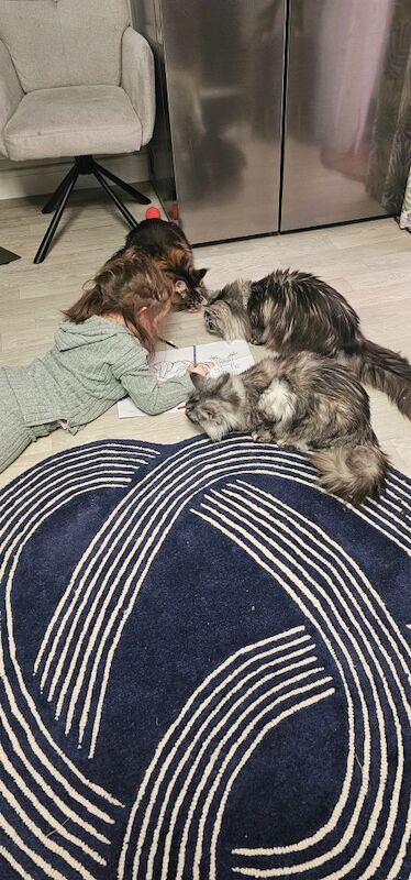 Marlen Munteanu - Maine Coon Breeder on Maine Coon Owners - Image 11