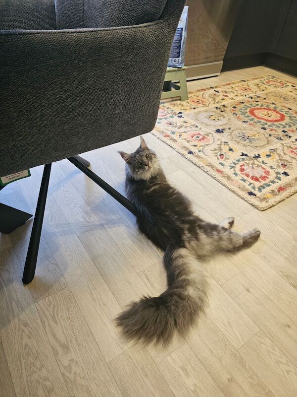 Marlen Munteanu - Maine Coon Breeder - Image 12
