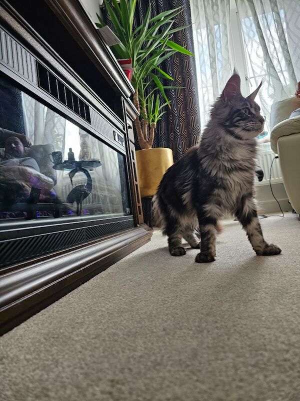 Marlen Munteanu - Maine Coon Breeder on Maine Coon Owners - Image 13