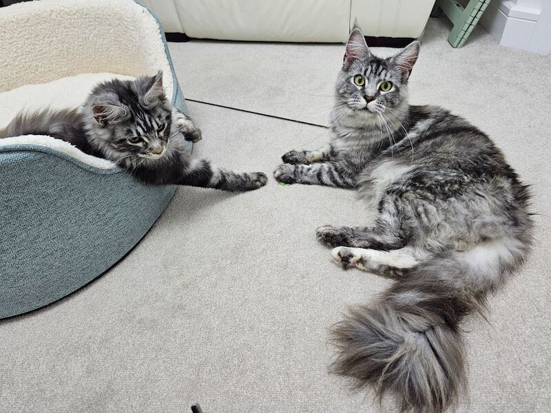 Marlen Munteanu - Maine Coon Breeder on Maine Coon Owners - Image 14