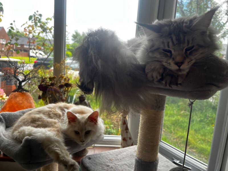 RHIANNON TAHANCI - Maine Coon Breeder on Maine Coon Owners - Image 12