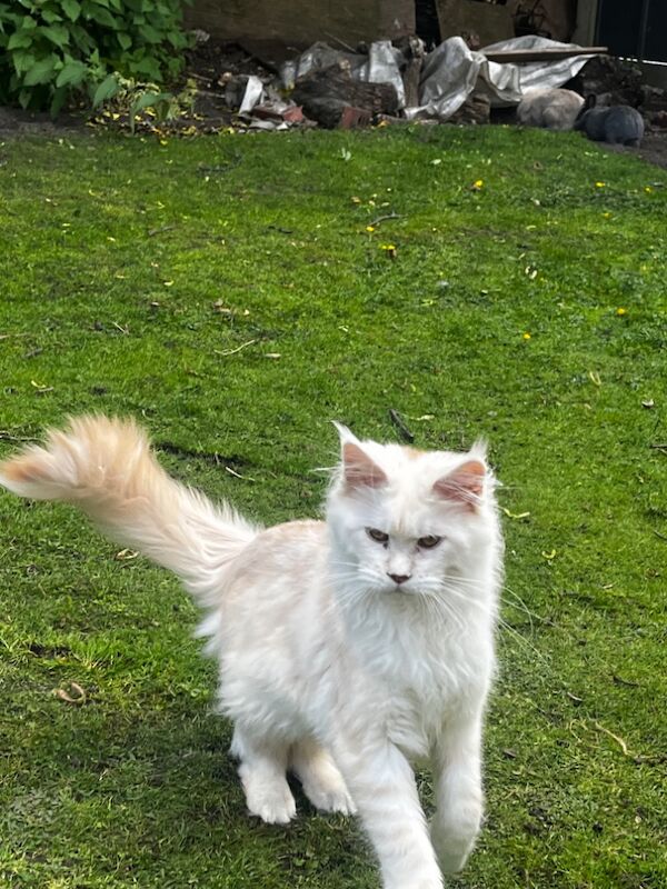 RHIANNON TAHANCI - Maine Coon Breeder - Image 13