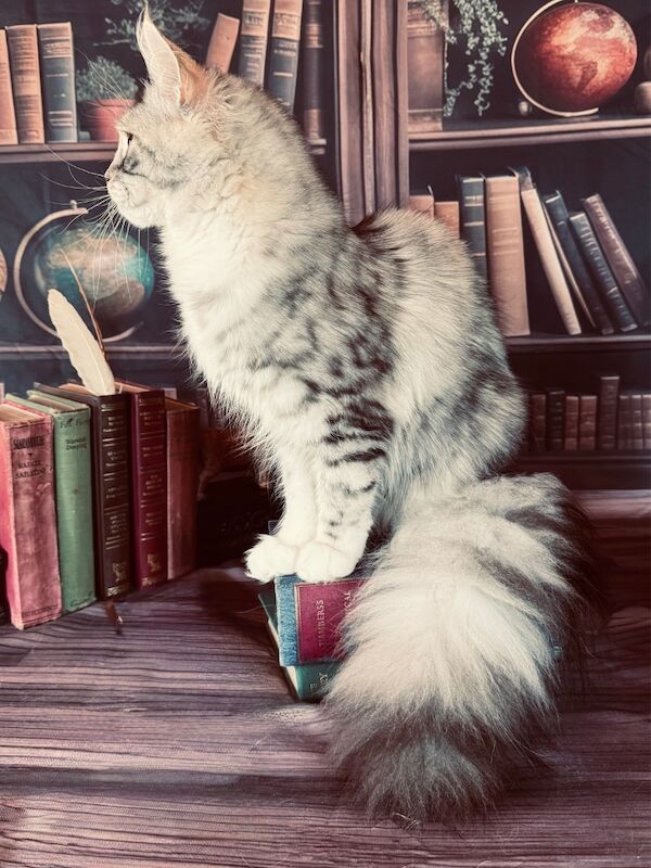 Steven Anderdon - Private Seller on Maine Coon Owners - Image 3