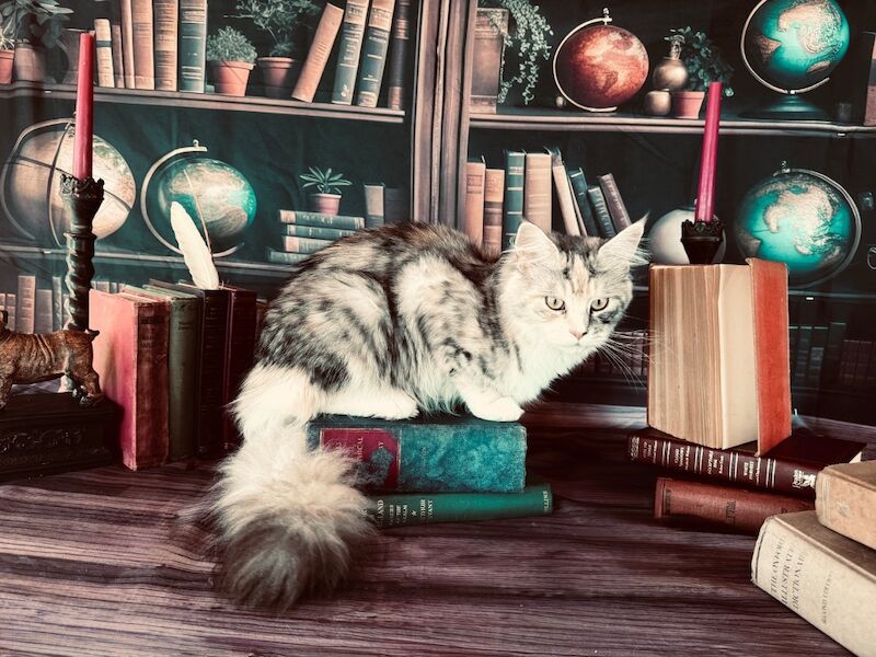 Steven Anderdon - Private Seller on Maine Coon Owners - Image 4