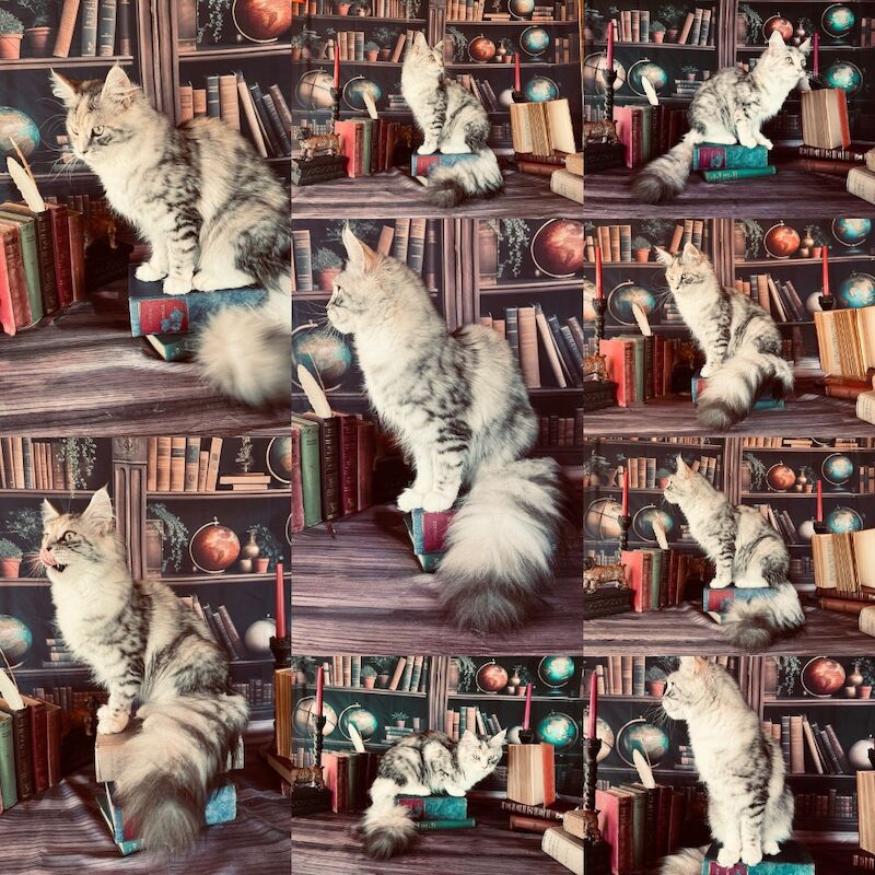 Steven Anderdon - Private Seller on Maine Coon Owners - Image 6