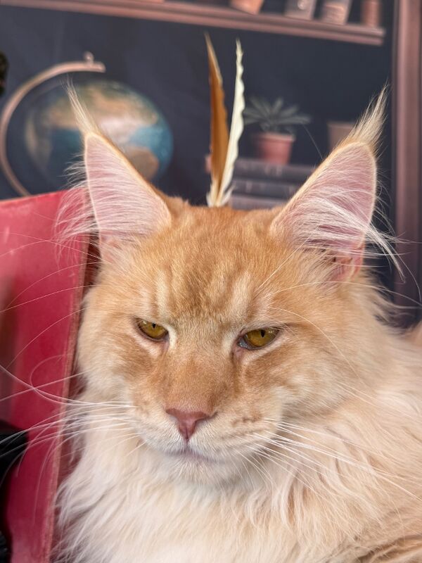 Steven Anderdon - Private Seller on Maine Coon Owners - Image 7