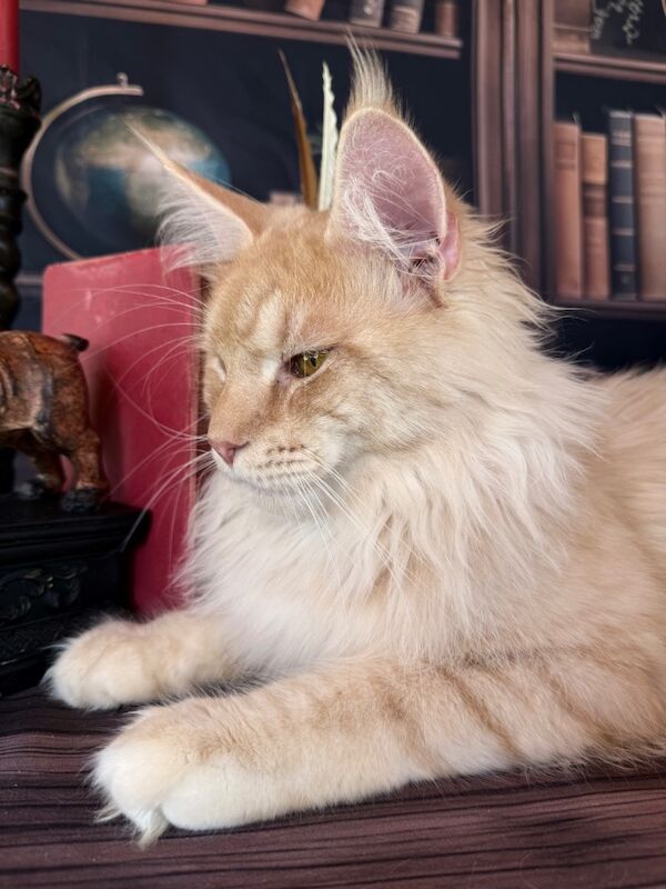 Steven Anderdon - Private Seller on Maine Coon Owners - Image 8
